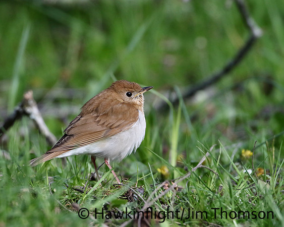 Veery