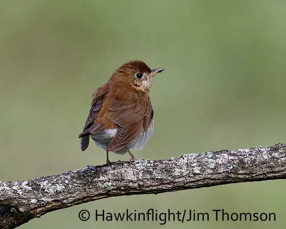 Veery