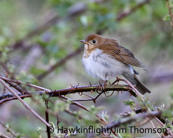 Veery