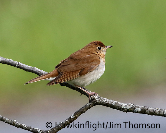 Veery