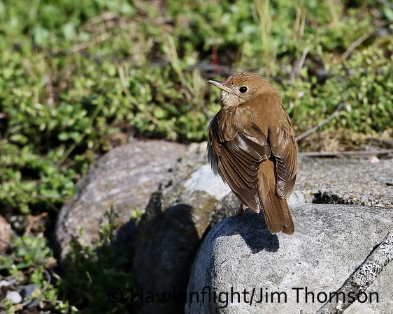 Veery