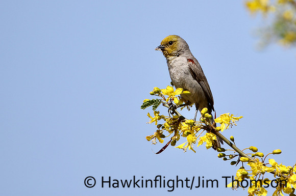 Verdin