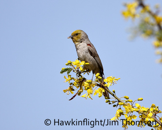 Verdin