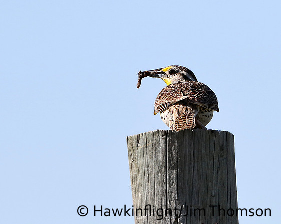 Western Meadowlark