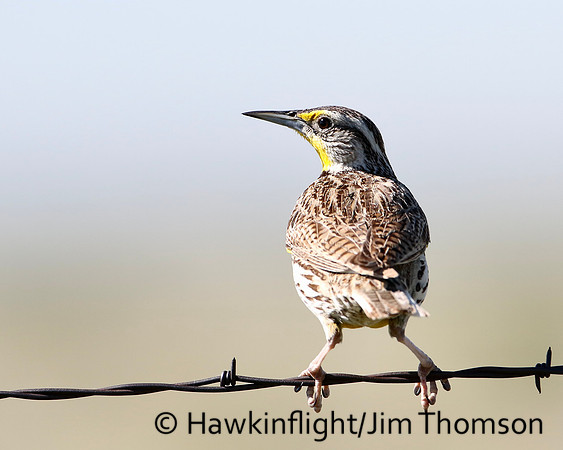 Western Meadowlark