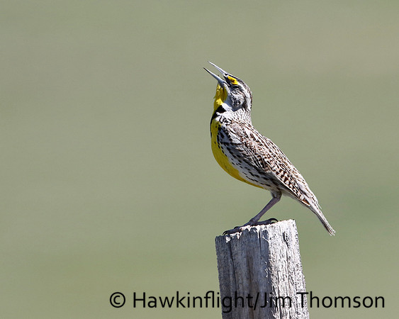 Western Meadowlark
