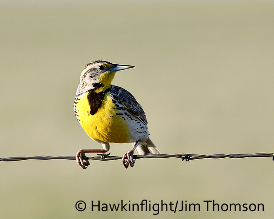 Western Meadowlark