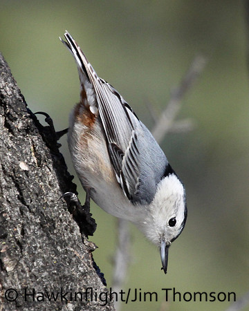 White-breasted Nuthatch