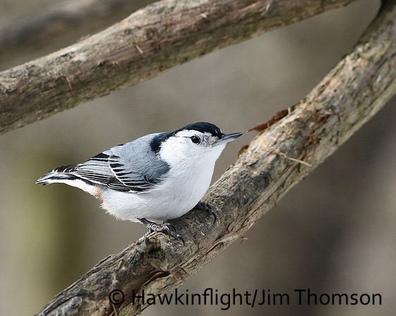 White-breasted Nuthatch