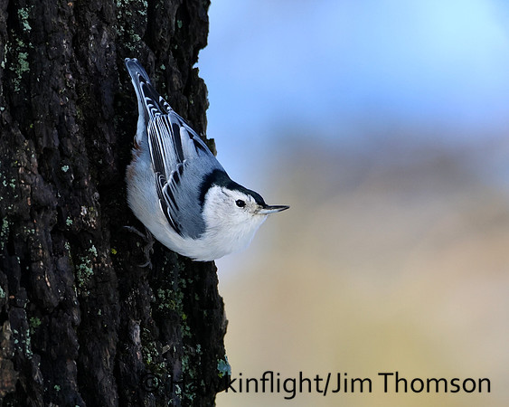 White-breasted Nuthatch