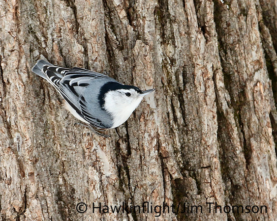 White-breasted Nuthatch