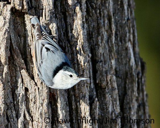 White-breasted Nuthatch