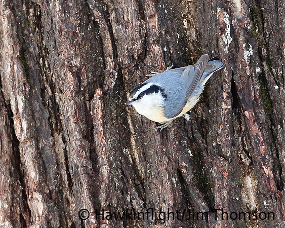 Red-breasted Nuthatch