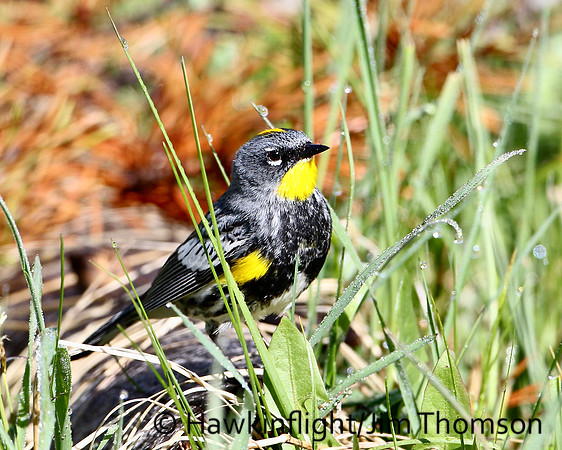 Yellow-rumped Warbler ( Audubons )