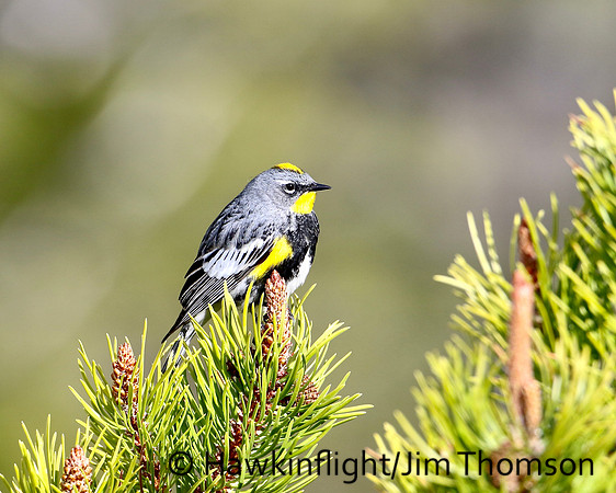 Yellow-rumped Warbler ( Audubons )