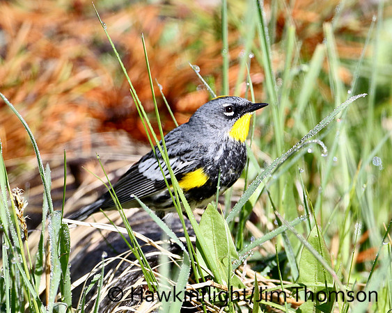 Yellow-rumped Warbler ( Audubons )
