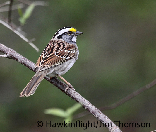 White-throated Sparrow