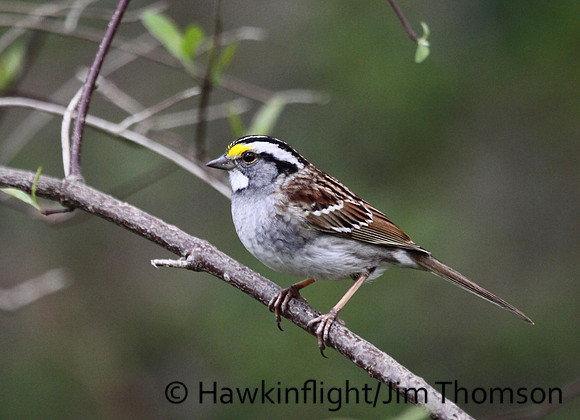 White-throated Sparrow