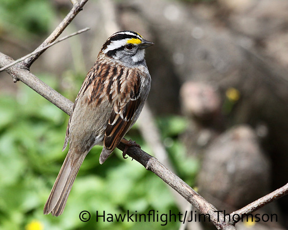 White-throated Sparrow