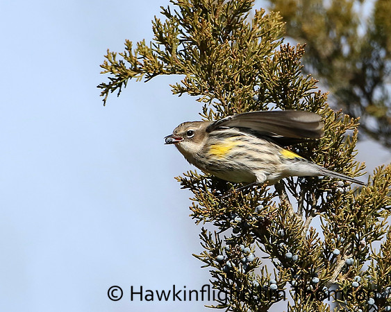 Yellow-rumped Warbler (Myrtle)