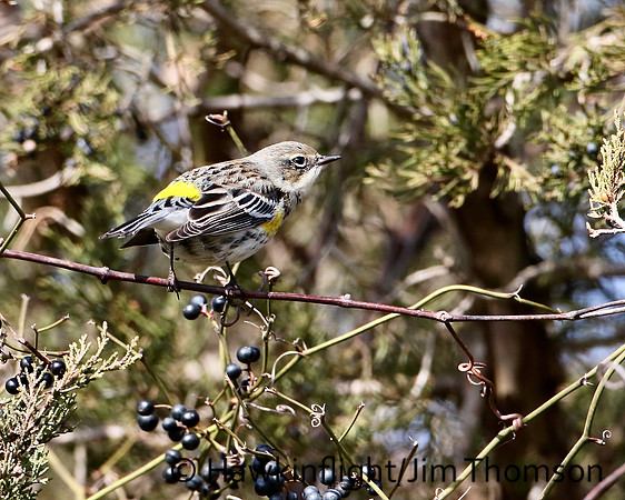 Yellow-rumped Warbler (Myrtle)