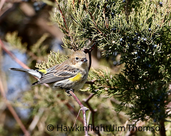 Yellow-rumped Warbler (Myrtle)