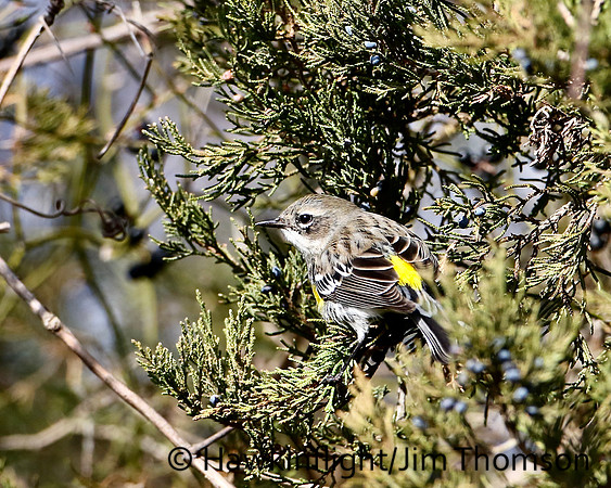 Yellow-rumped Warbler (Myrtle)