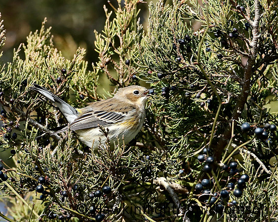 Yellow-rumped Warbler (Myrtle)