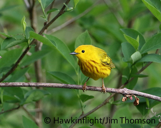 Yellow Warbler