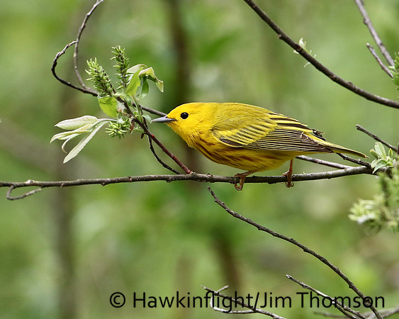 Yellow Warbler