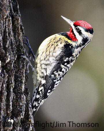 Yellow-bellied Sapsucker