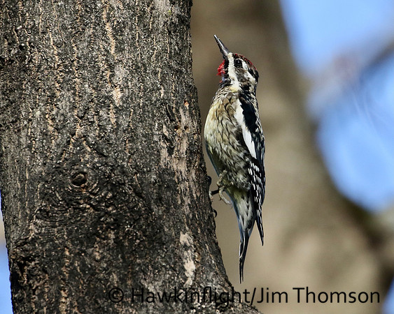 Yellow-bellied Sapsucker
