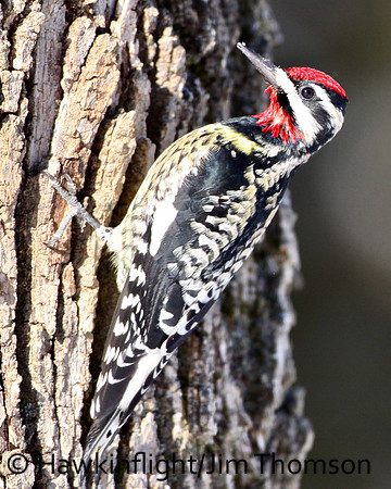 Yellow-bellied Sapsucker