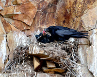 Cliff nesting Ravens- YNP