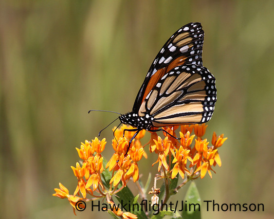 Monarch Butterfly