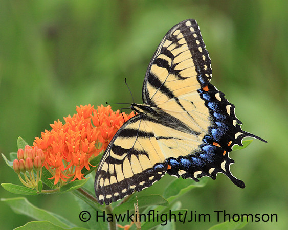 Tiger Swallowtail