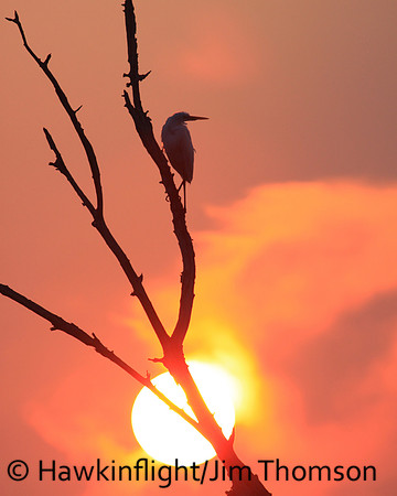 Great Egret
