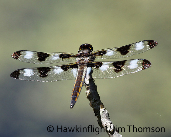 Dragonfly