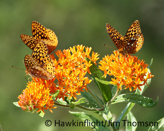 Great Spangled Frittialry