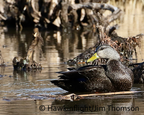 American Black Duck