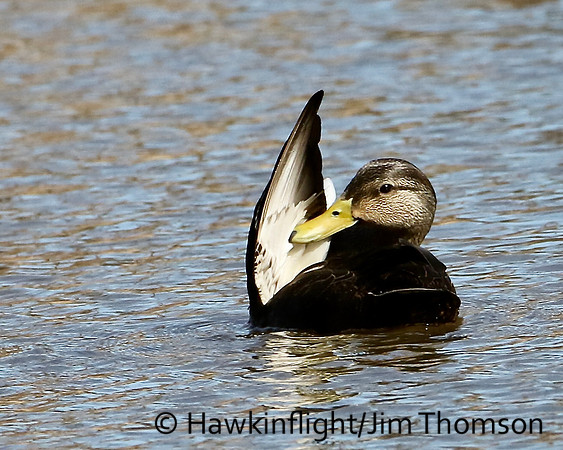 American Black Duck