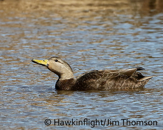 American Black Duck