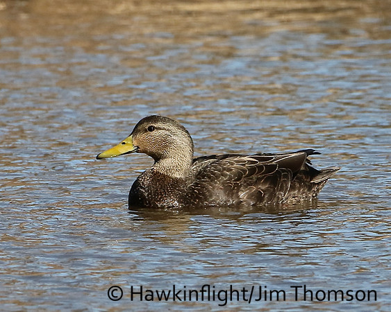 American Black Duck