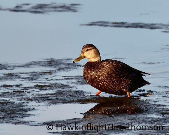 American Black Duck
