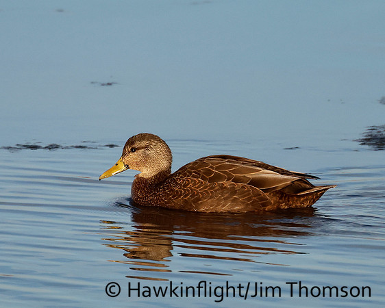 American Black Duck