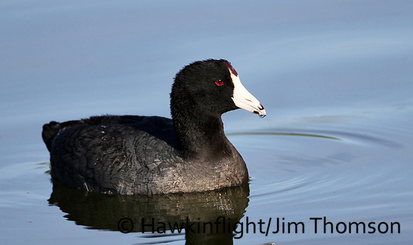 American Coot