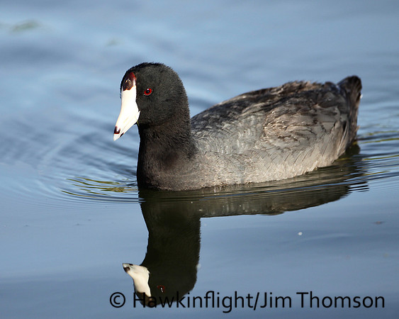 American Coot