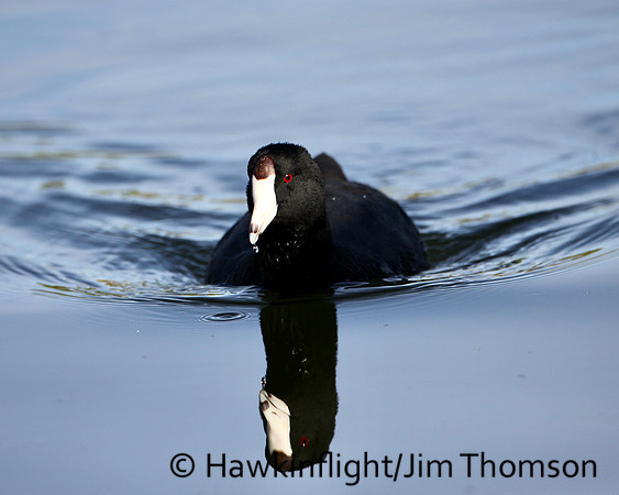 American Coot