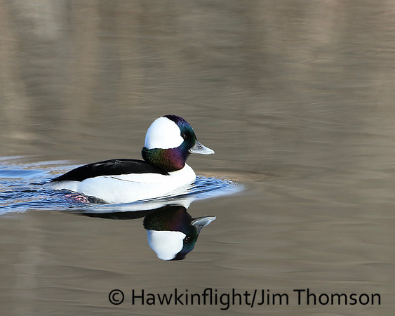 Bufflehead