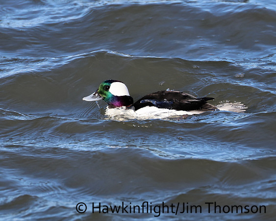 Bufflehead
